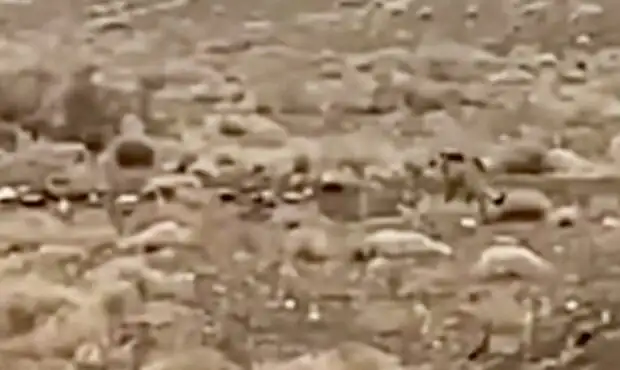 حضور حیوان در حال انقراض در منطقه تأیید شد؛ مردم به شدت مراقب باشند | اعزام فوری تیم‌های تخصصی و پایش دقیق به منطقه