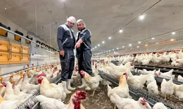 بازار مرغ در آستانه انقلاب قیمتی / شوک ۴ برابری نهادهها بازار مرغ در آستانه انقلاب قیمتی / شوک ۴ برابری نهادهها