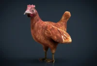 افزایش قیمت مرغ در پایان سال جدی شد؟