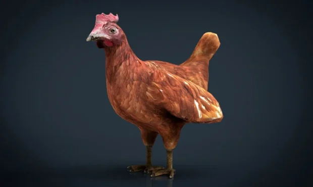 افزایش قیمت مرغ در پایان سال جدی شد؟