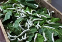 پیله ابریشم چقدر قیمت دارد؟ پیله ابریشم چقدر قیمت دارد؟