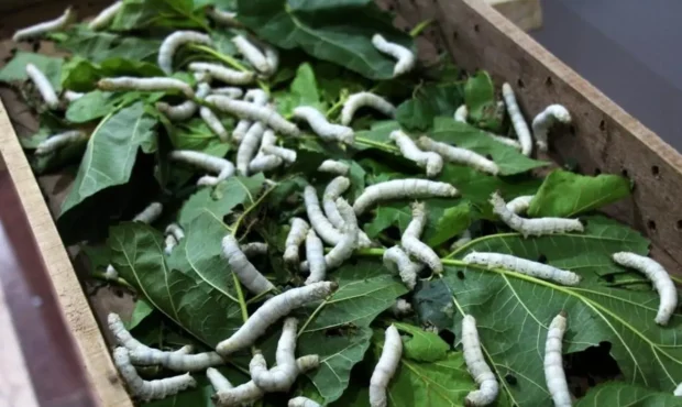 پیله ابریشم چقدر قیمت دارد؟