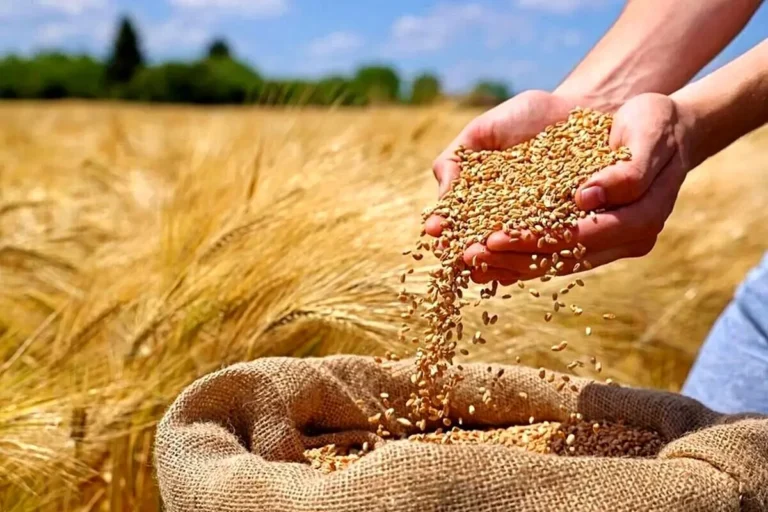بمب خبری برای بازار آرد و نان ایران / سرازیر شدن سیل گندم‌های روسی از دریای خزر