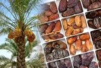 تزریق گسترده خرما به بازار + قیمت