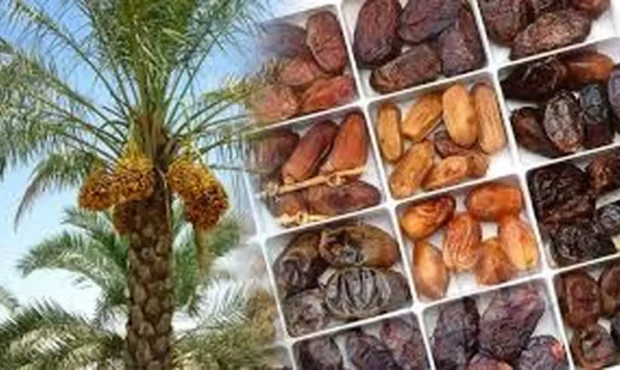 تزریق گسترده خرما به بازار + قیمت