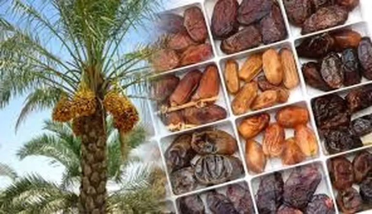 تزریق گسترده خرما به بازار + قیمت