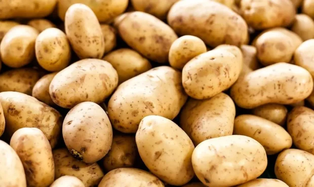 صادرات سیب‌زمینی در جنگ متوقف شد / نخرید تا ارزان شود!