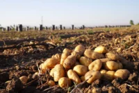 شوک شیرین به سبد خرید خانوار در شرایط جنگی / پای افغانستان در میان است!