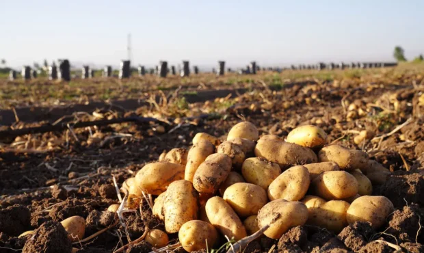 گرانی این محصول در ایران به خاطر افغانستان / صادرات ممنوع شد! گرانی این محصول در ایران به خاطر افغانستان / صادرات ممنوع شد!
