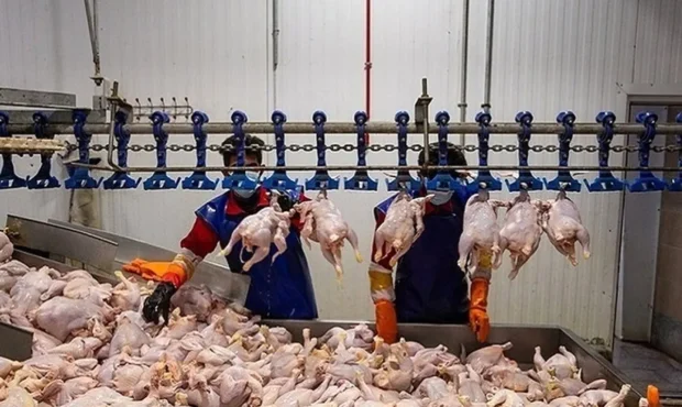 مردم نگران قیمت مرغ نباشند