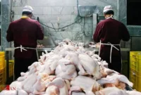 مرغ ارزان شد | قیمت جدید مرغ رسما اعلام شد