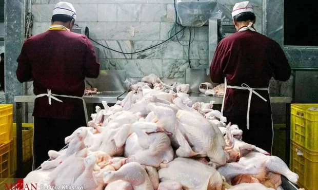 مرغ ارزان شد | قیمت جدید مرغ رسما اعلام شد