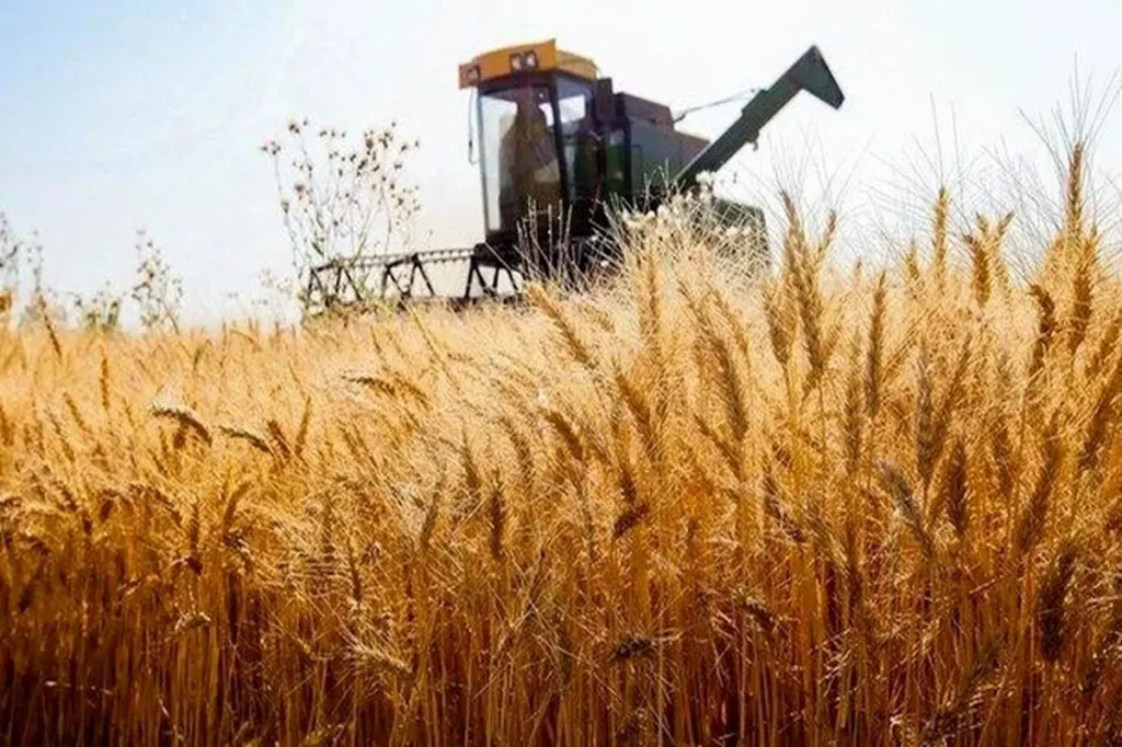 خبر خوش برای گندم‌کاران | قیمت تضمینی گندم سال ۱۴۰۵ اعلام شد