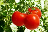 مرزها به روی محموله‌های گوجه‌فرنگی بسته شد