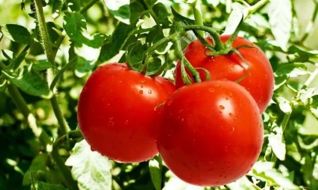 مرزها به روی محموله‌های گوجه‌فرنگی بسته شد