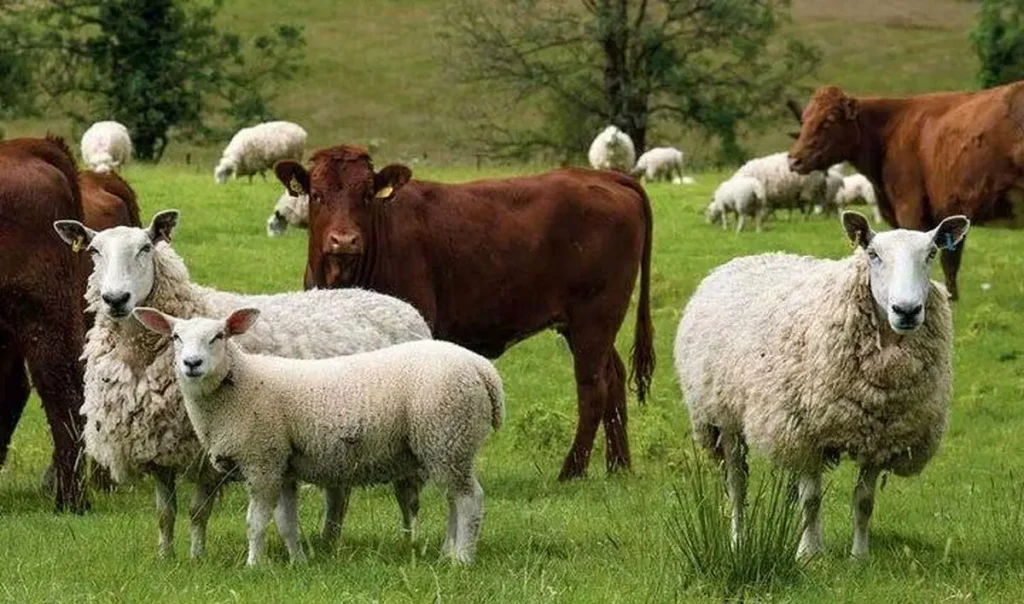 قیمت دام زنده امروز ۱۰ اردیبهشت ۱۴۰۵
