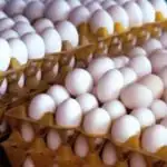 قیمت تخم مرغ به کمتر از ۵۰۰ هزار تومان رسید