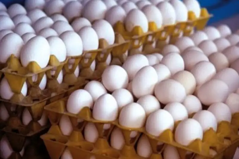 قیمت تخم مرغ به کمتر از ۵۰۰ هزار تومان رسید