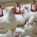 گذار ناقص به بازار آزاد؛ ریشه بحران نقدینگی و تلاطم در صنعت طیور