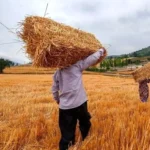 خبر جدید برای کشاورزان | زمان پرداخت مطالبات گندمکاران مشخص شد
