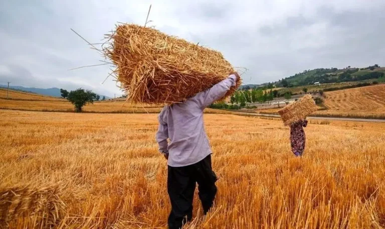 خبر جدید برای کشاورزان | زمان پرداخت مطالبات گندمکاران مشخص شد
