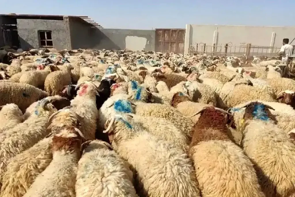 قیمت دام زنده امروز ۴ خرداد ۱۴۰۵ + جدول