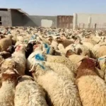 قیمت دام زنده امروز ۴ خرداد ۱۴۰۵ + جدول