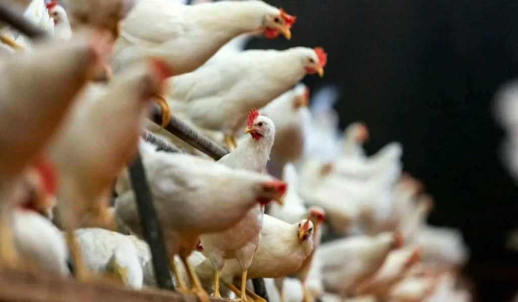 قیمت مرغ امروز شنبه ۲۶ اردیبهشت ۱۴۰۵