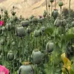 رشد غیرقانونی کشت خشخاش به روایت نماینده مجلس؛ در استانی که قبلا برنج می‌کاشتند، امروز خشخاش می‌کارند!