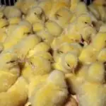 سرنوشت نامعلوم بازار مرغ با افزایش جوجه‌ریزی