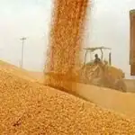 گندمکاران حتما بخوانند/ خبر مهم درباره پرداخت مطالبات گندمکاران و قیمت خرید گندم