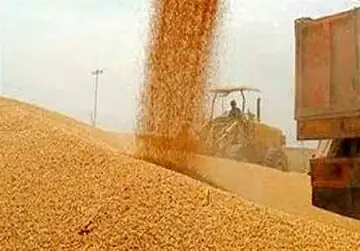خبر مهم دولت درباره پرداخت مطالبات گندم‌کاران/ بابت هر کیلو گندم چقدر به حساب گندم‌کاران واریز شد؟