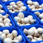 قارچ ارزان شد؛ قیمت جدید کیلویی چند عرضه می‌شود؟