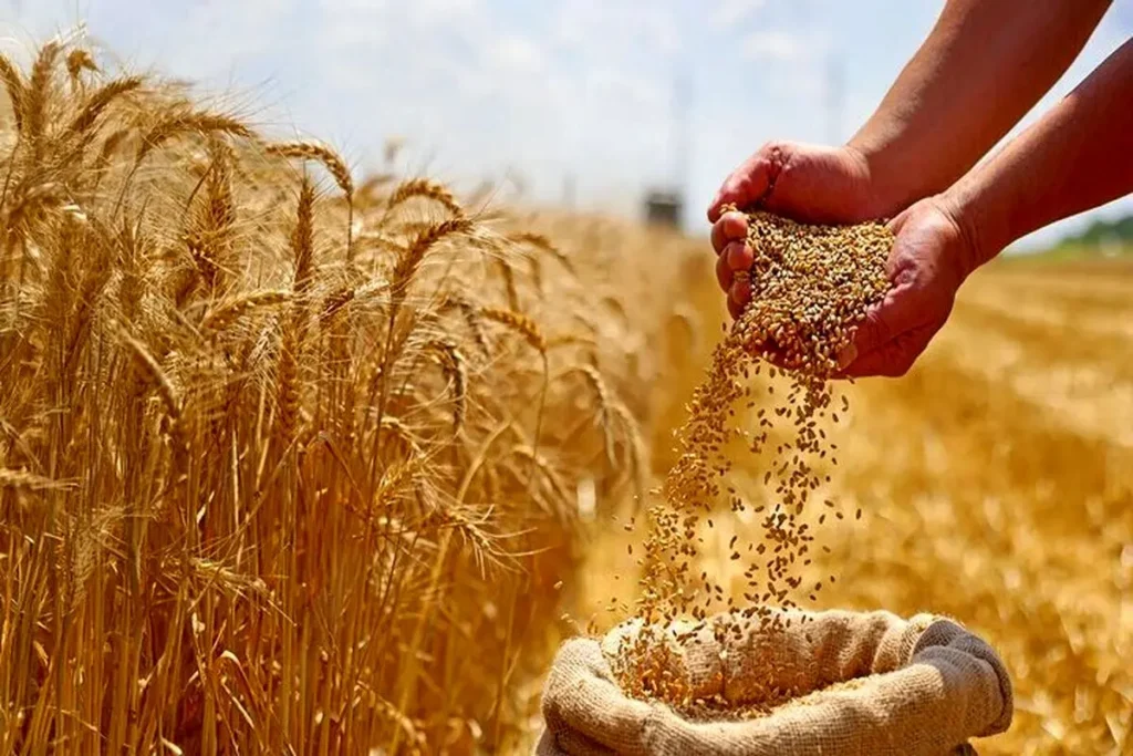 خبر خوش برای گندمکاران | مطالبات گندمکاران پرداخت شد
