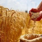 خبر خوش برای گندمکاران | مطالبات گندمکاران پرداخت شد