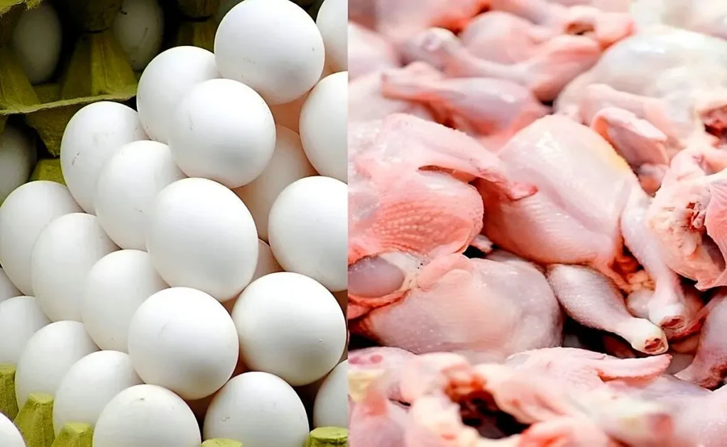 قیمت مرغ و تخم مرغ امروز چهارشنبه ۲۷ خرداد ۱۴۰۵