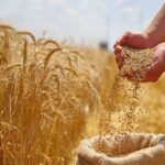 خبر خوش دولت برای گندمکاران/ پرداخت فوری مطالبات در راه است؟