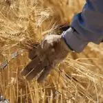 گندمکاران حتما بخوانند/ خبر فوری وزیر جهادکشاورزی درباره پرداخت مطالبات گندمکاران