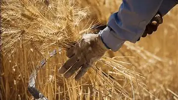 گندمکاران حتما بخوانند/ خبر فوری وزیر جهادکشاورزی درباره پرداخت مطالبات گندمکاران