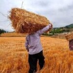 خبر خوش دولت برای گندمکاران/ واریزی میلیاردی آغاز شد؛ حساب خود را چک کنید