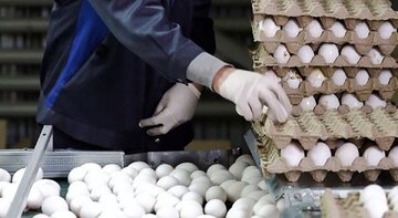قیمت واقعی تخم‌مرغ چقدر است؟/ فاصله ۱۸۱ هزار تومانی تا نرخ فروش