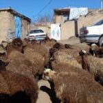 قیمت جدید دام زنده امروز ۲۸ مرداد ۱۴۰۵/ ارزان‌ترین گوساله در کجا خرید و فروش می‌شود؟ + جدول