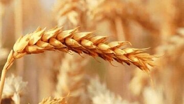 خبر مهم نماینده مجلس برای گندم کاران