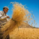 مطالبات گندم‌کاران؛ واریز ۱۱۰ هزار میلیارد تومان تا ۲۵ مرداد