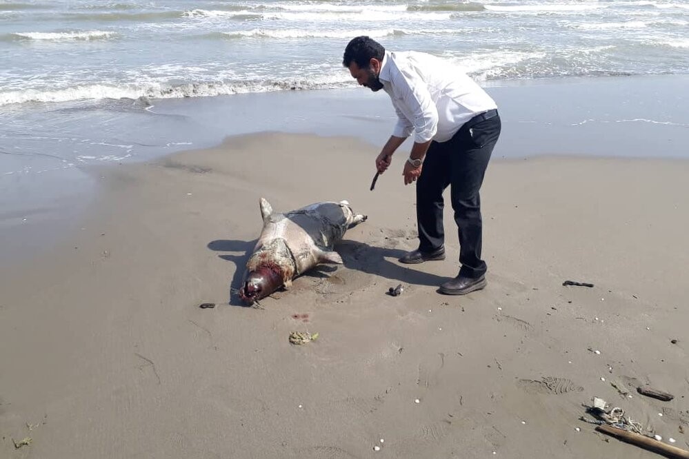 سه فوک خزری در بابلسر و محمودآباد کشف شد