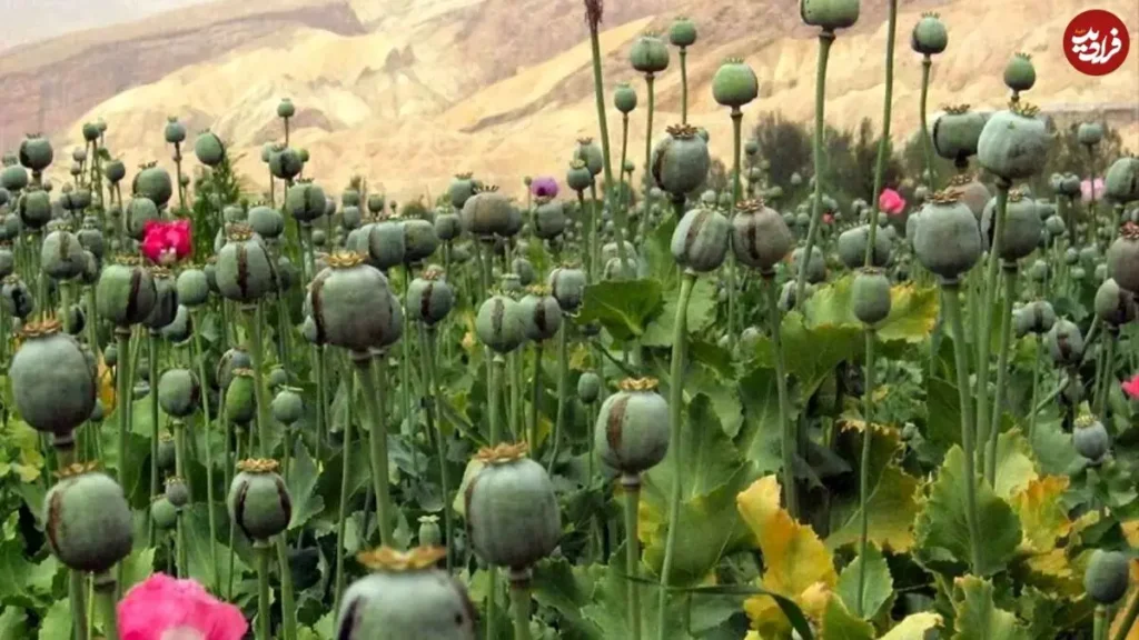 کشت خشخاش