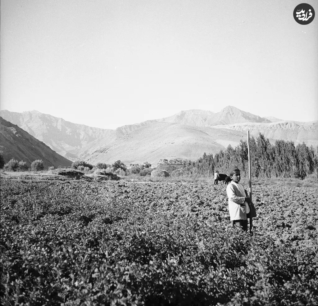 فرمانیه 14