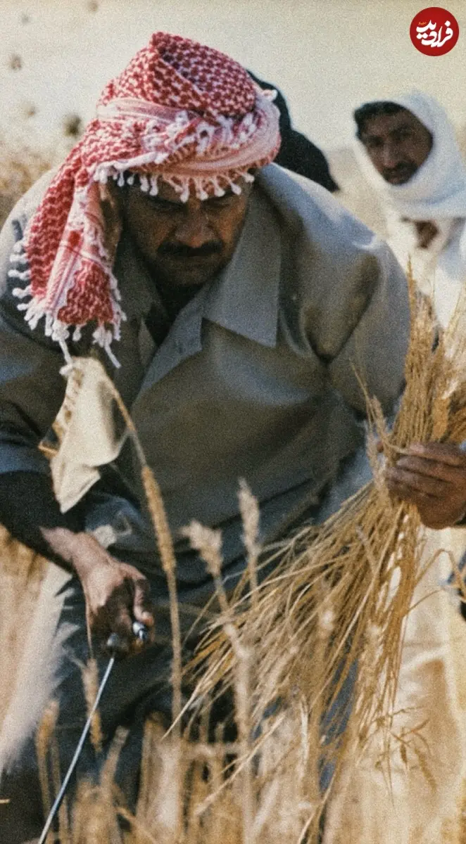 photo_sadam_1787323601_3968680148000644410_6992959840