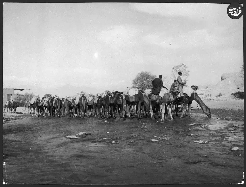 کاروان شتر