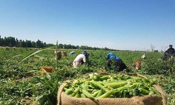 آشنایی با ۵ ماده غذایی گیاهی سرشار از آهن